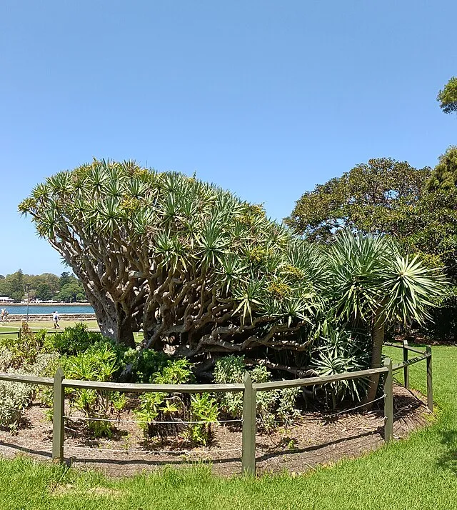 Xyxyzyz on wikimedia