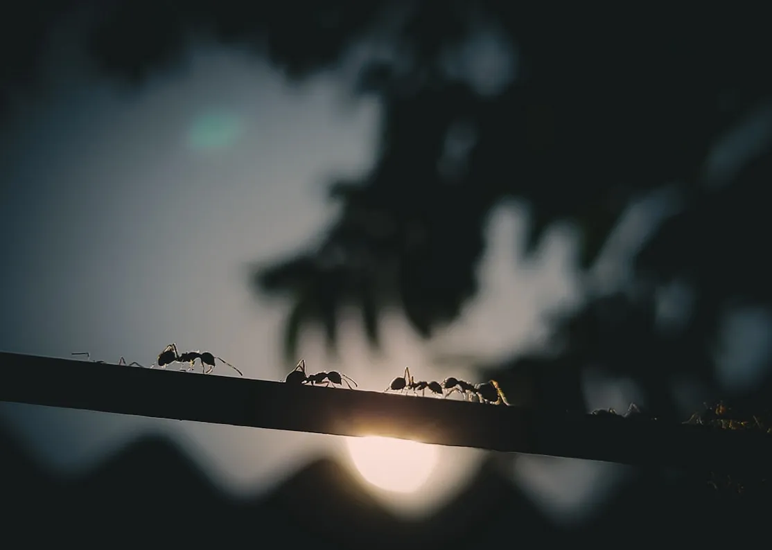 Prabir Kashyap from Unsplash