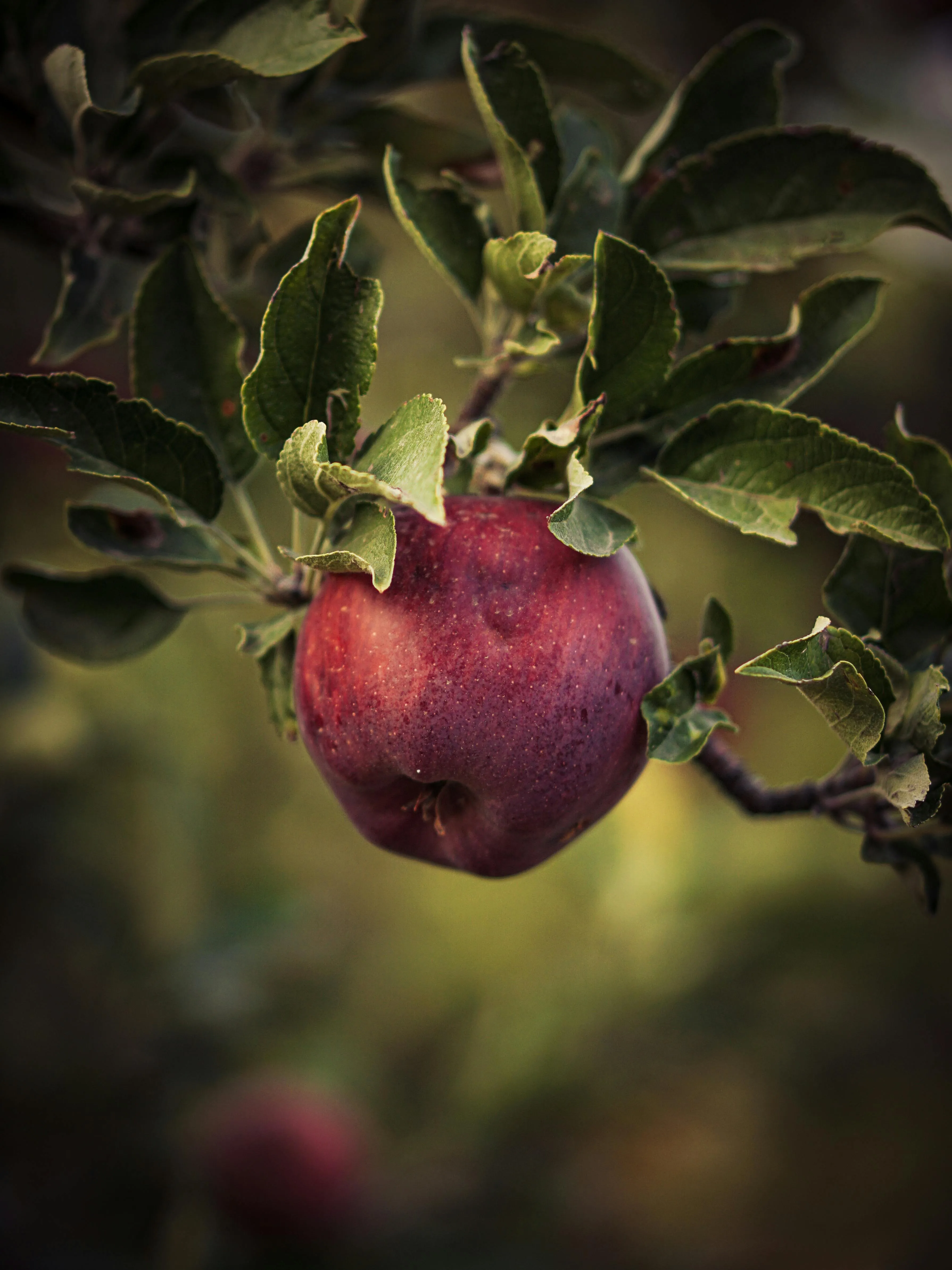 Mert Kaya on Pexels