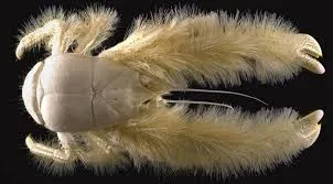 Image from Ocean Conservancy