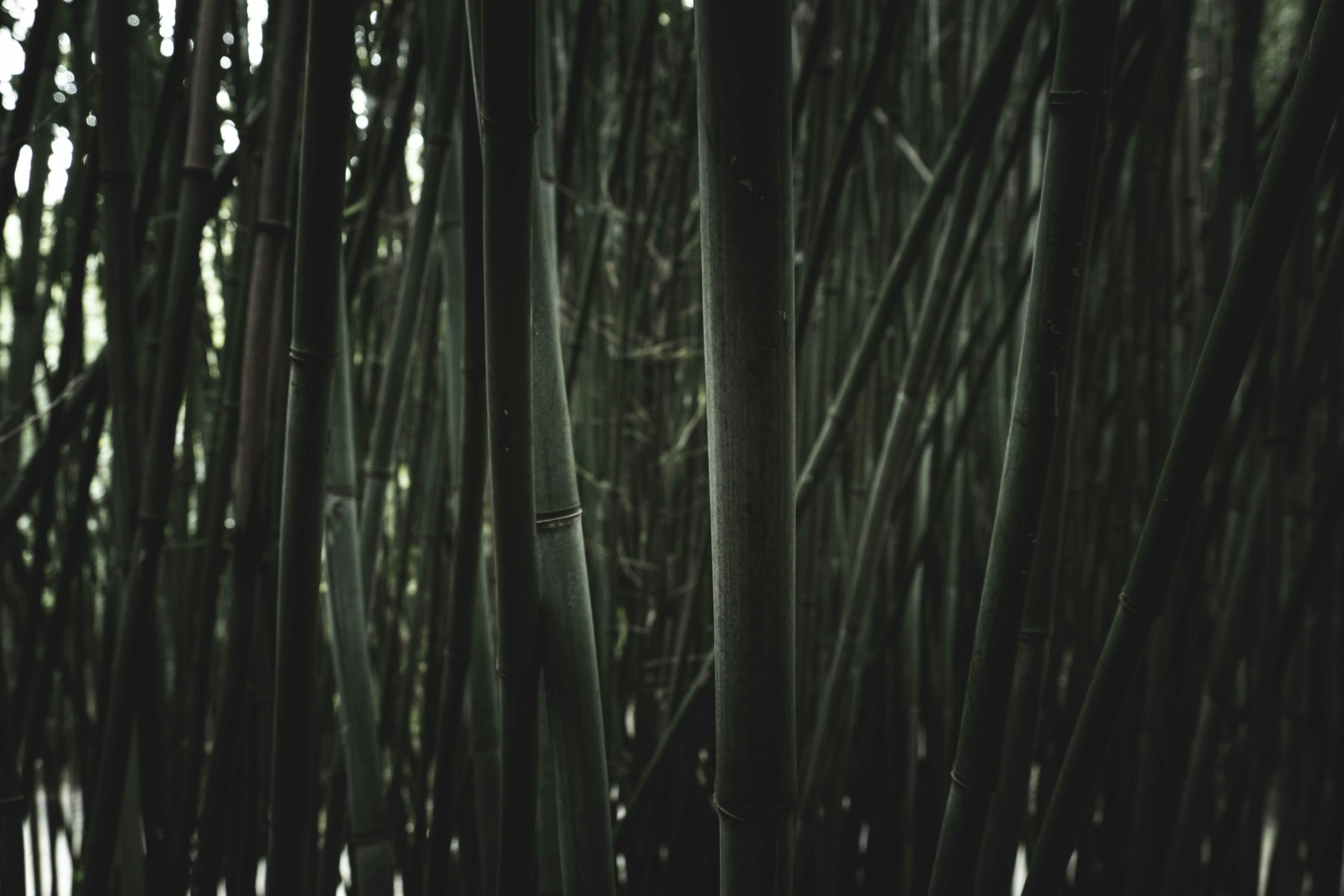 Francesco Ungaro on Pexels
