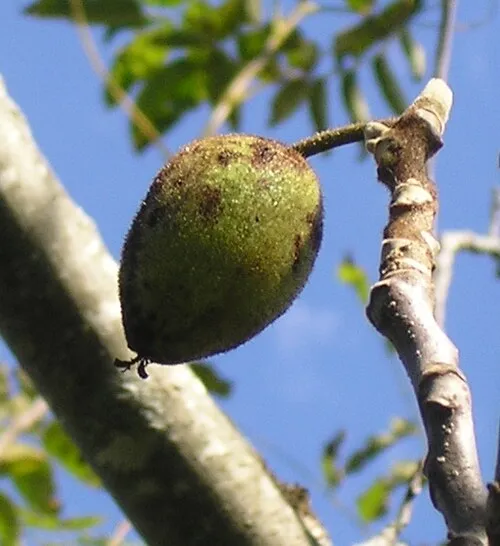 Image from Wikipedia