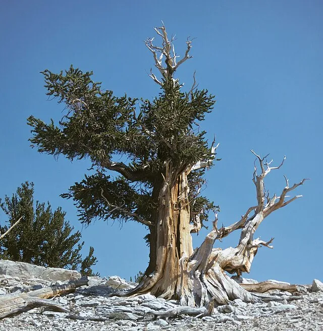 Jim Morefield from Nevada, USA on Wikimedia Commons