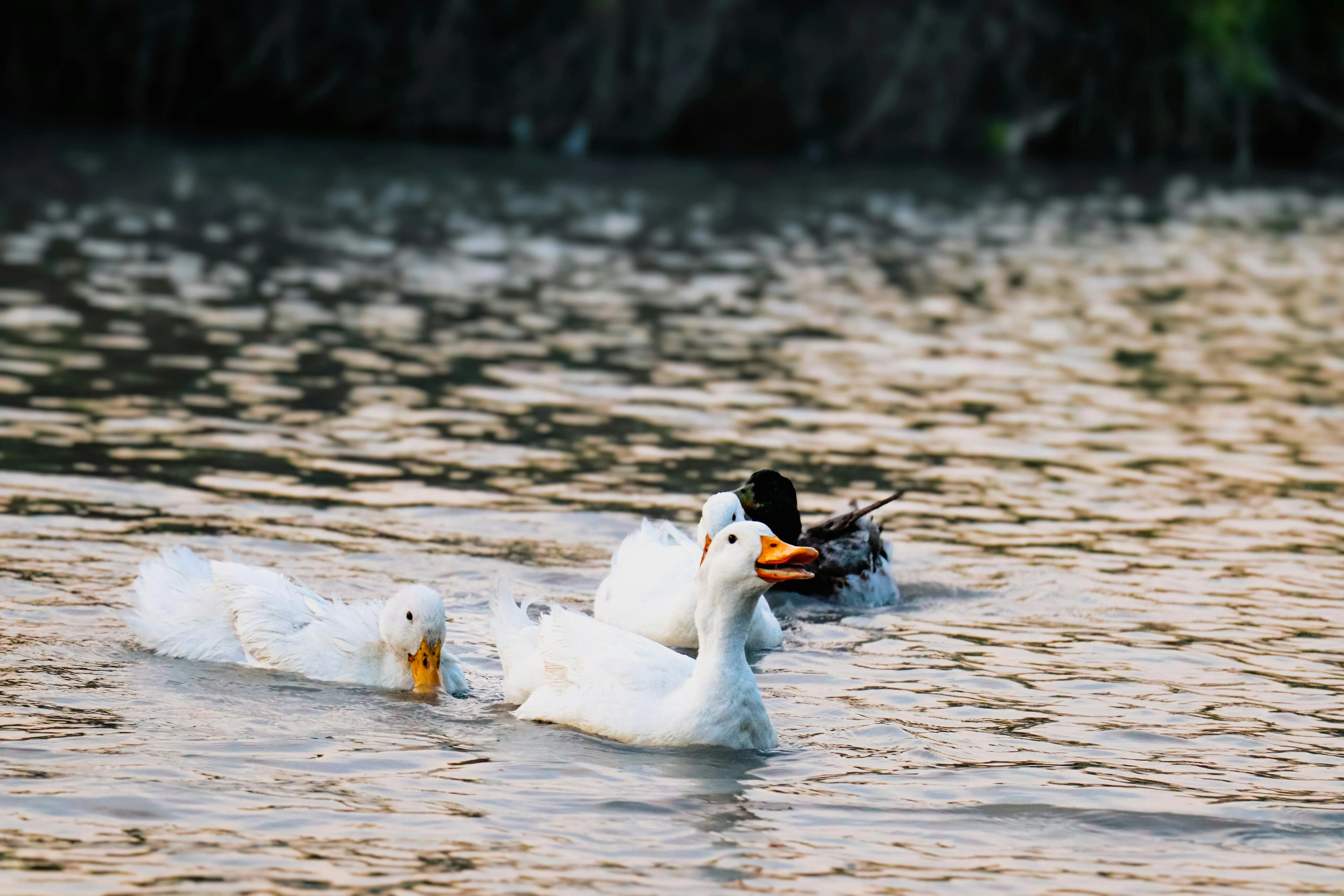 Uğur Hamzayev on pexels