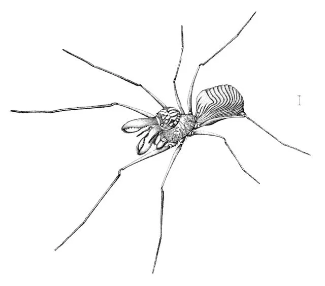 Image unsigned; marked only "Hof. Lithgr. F.Silber Poststr.8." on wikimedia