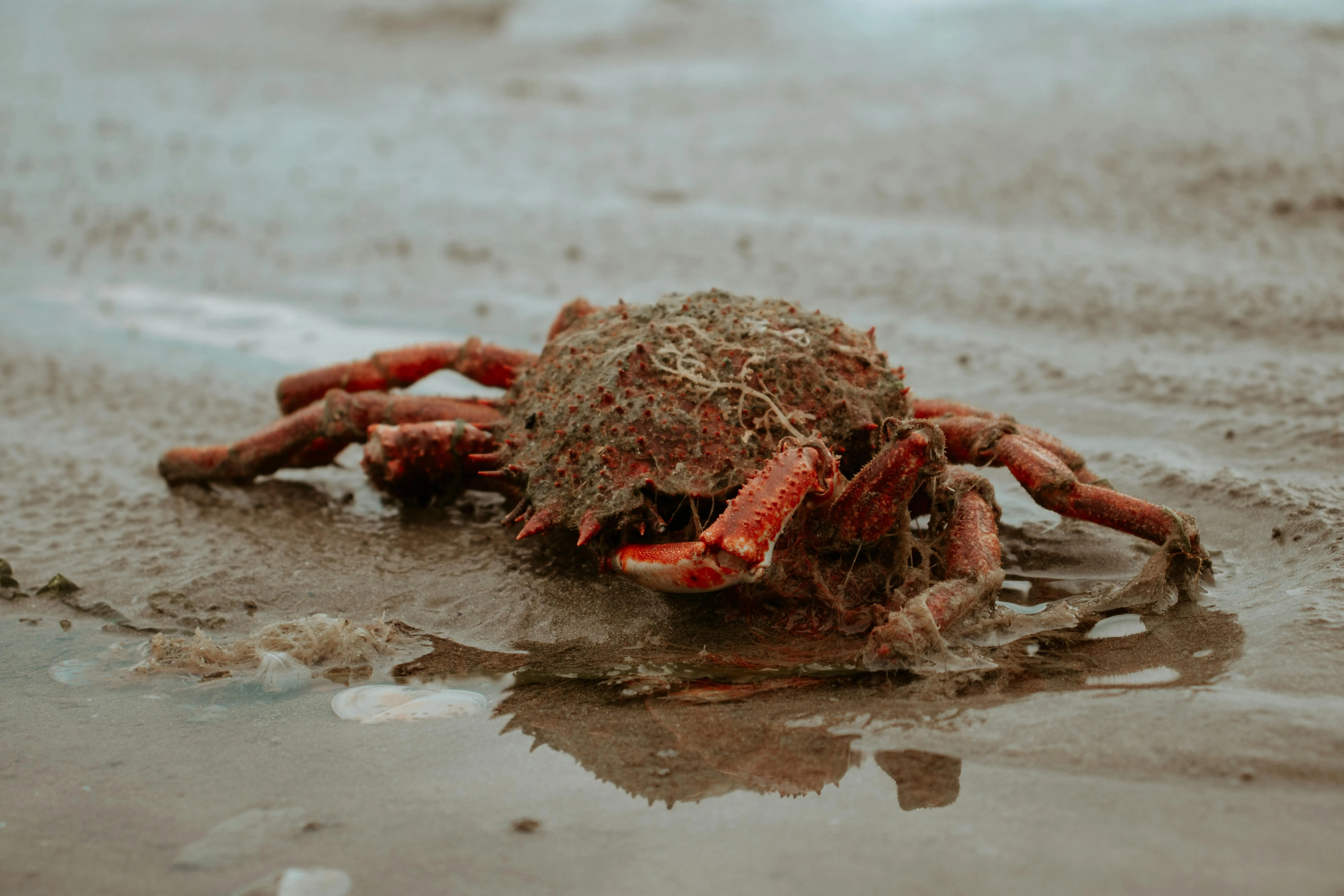 Dylan Elsermans on Pexels