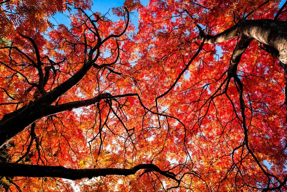 Image from Gardeners' World