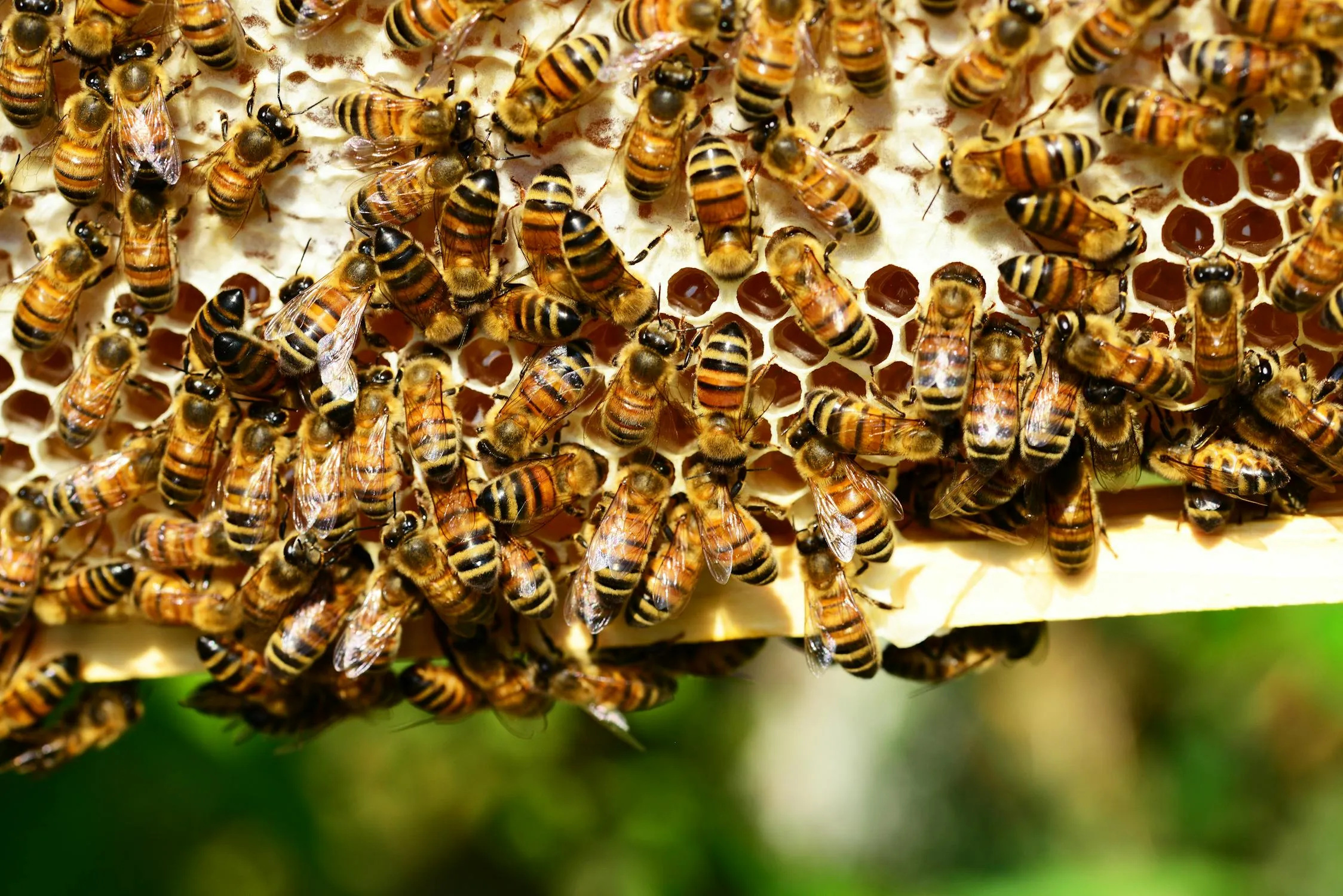 12 Simple Ways to Help Protect Bees on World Bee Day