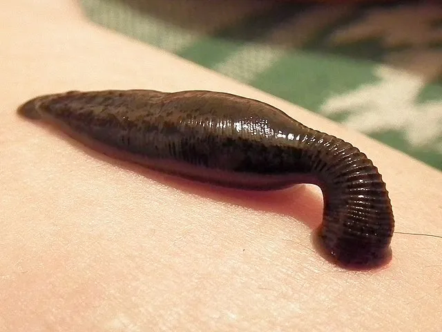 GlebK on Wikimedia Commons