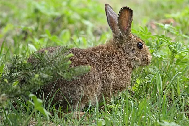 Wsiegmund on Wikimedia Commons