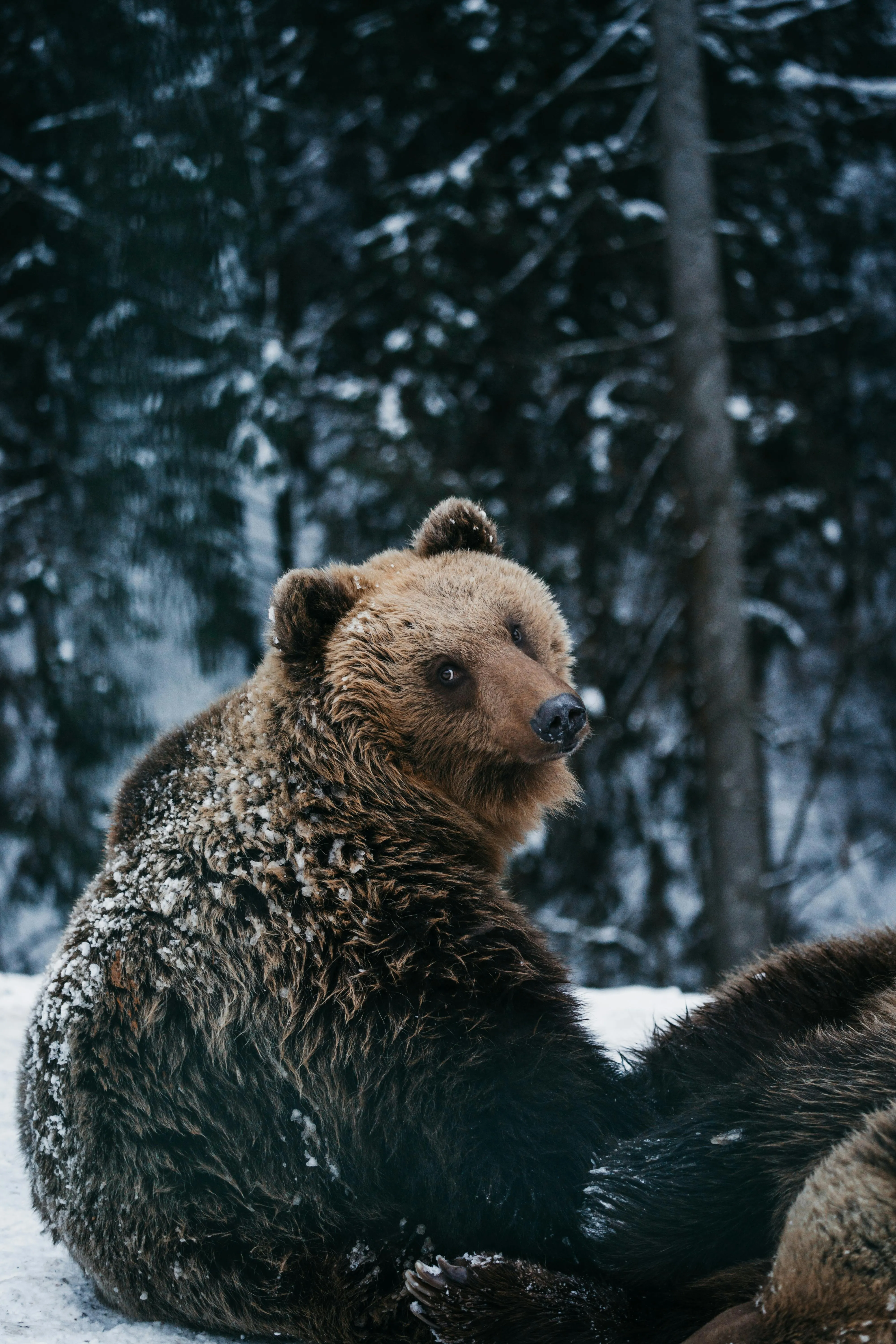 Andras Stefuca on pexels