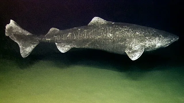 NOAA Okeanos Explorer Program on wikimedia