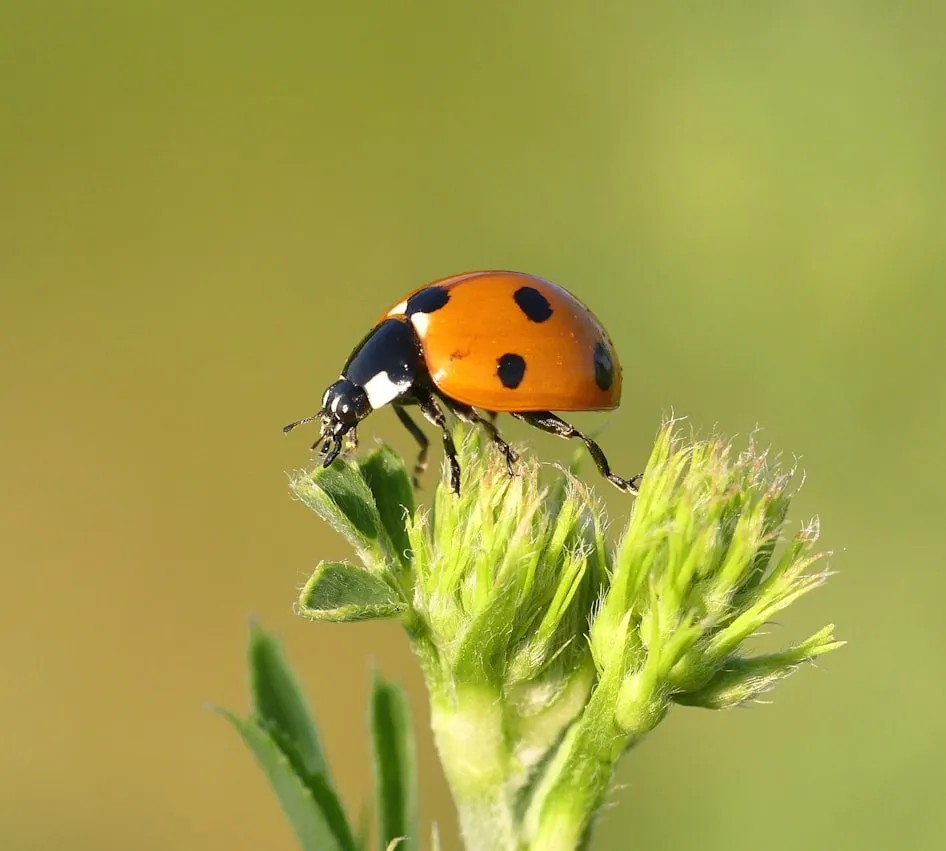 Sue Thomas from Unsplash