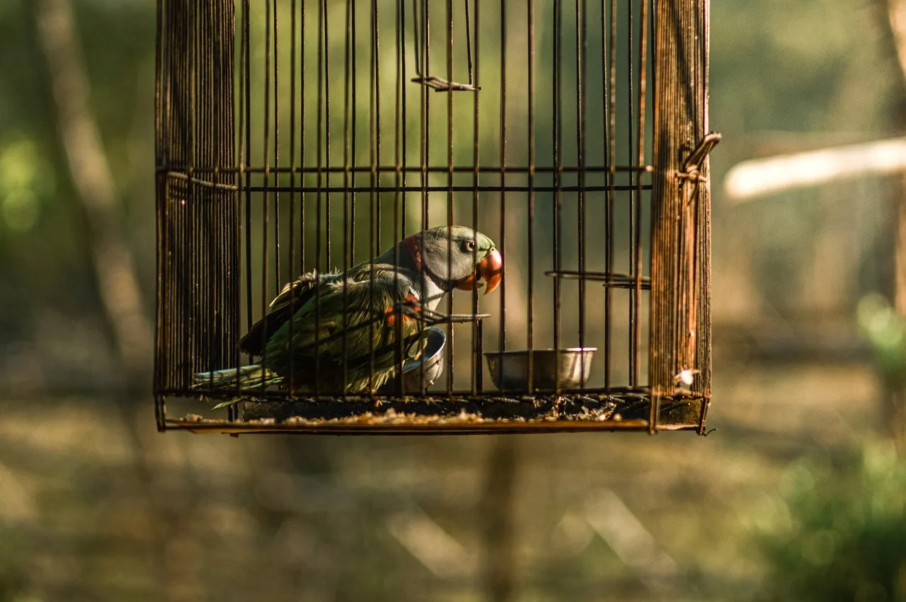 Saurabh_Pode on Pixabay