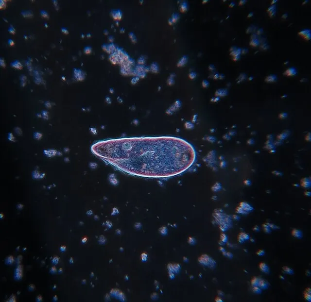 Picturepest on Wikimedia Commons