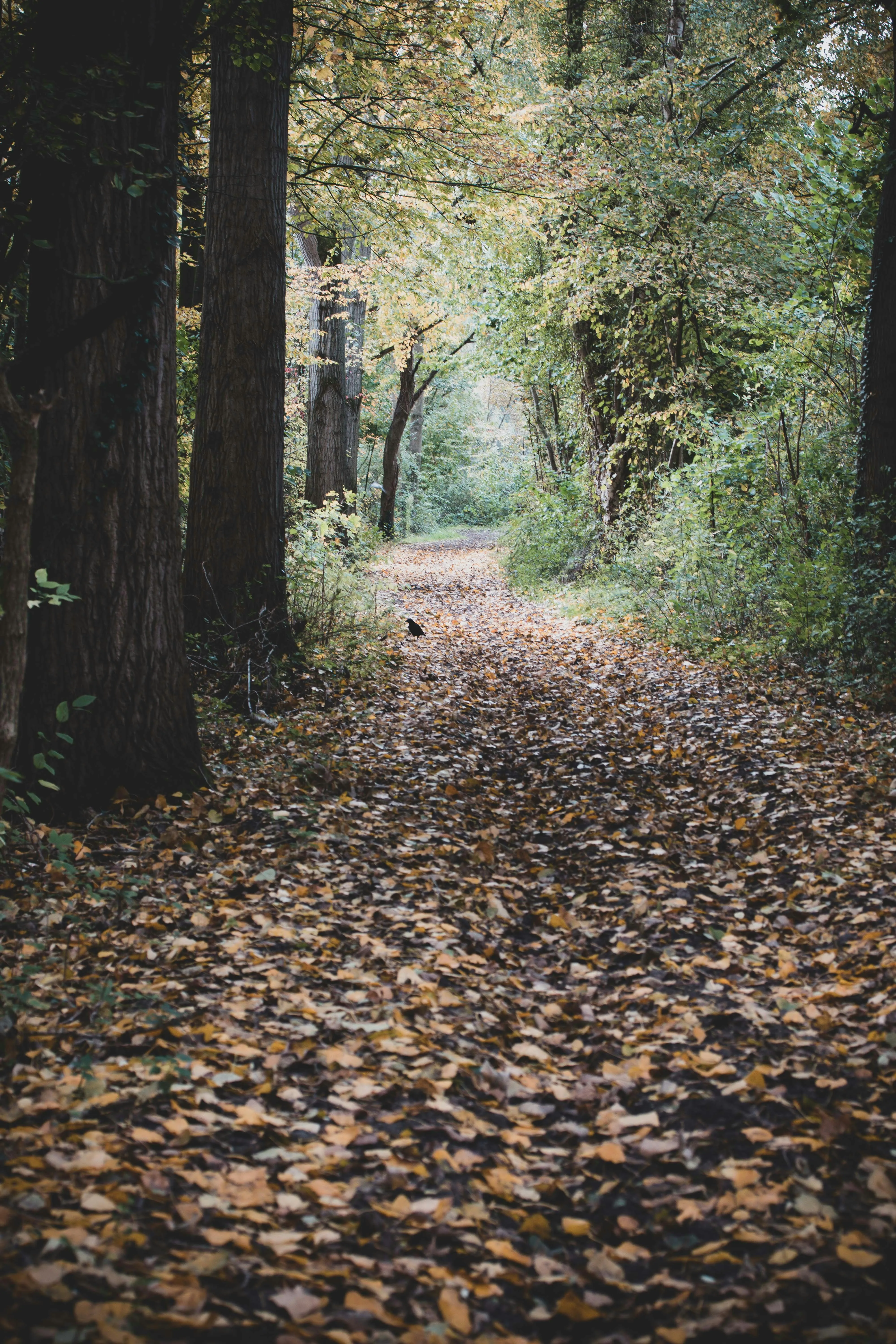 Annelies Brouw on Pexels