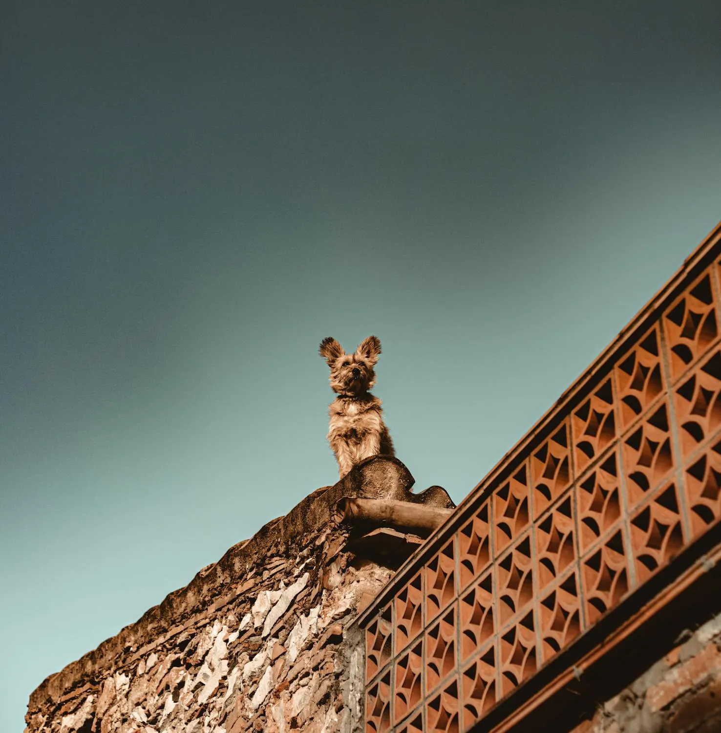  carlos copete on Pexels