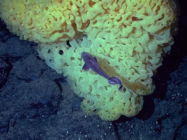National Marine Sanctuaries on wikimedia