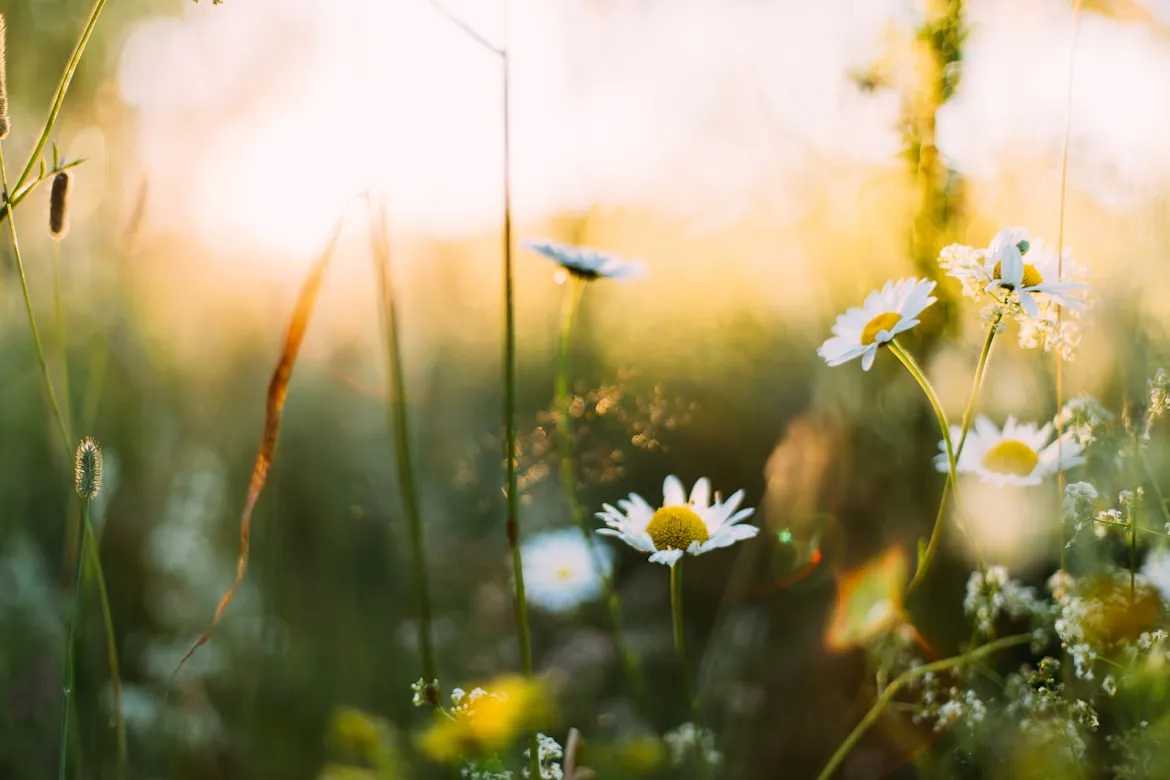 20 Traditional Springtime Practices