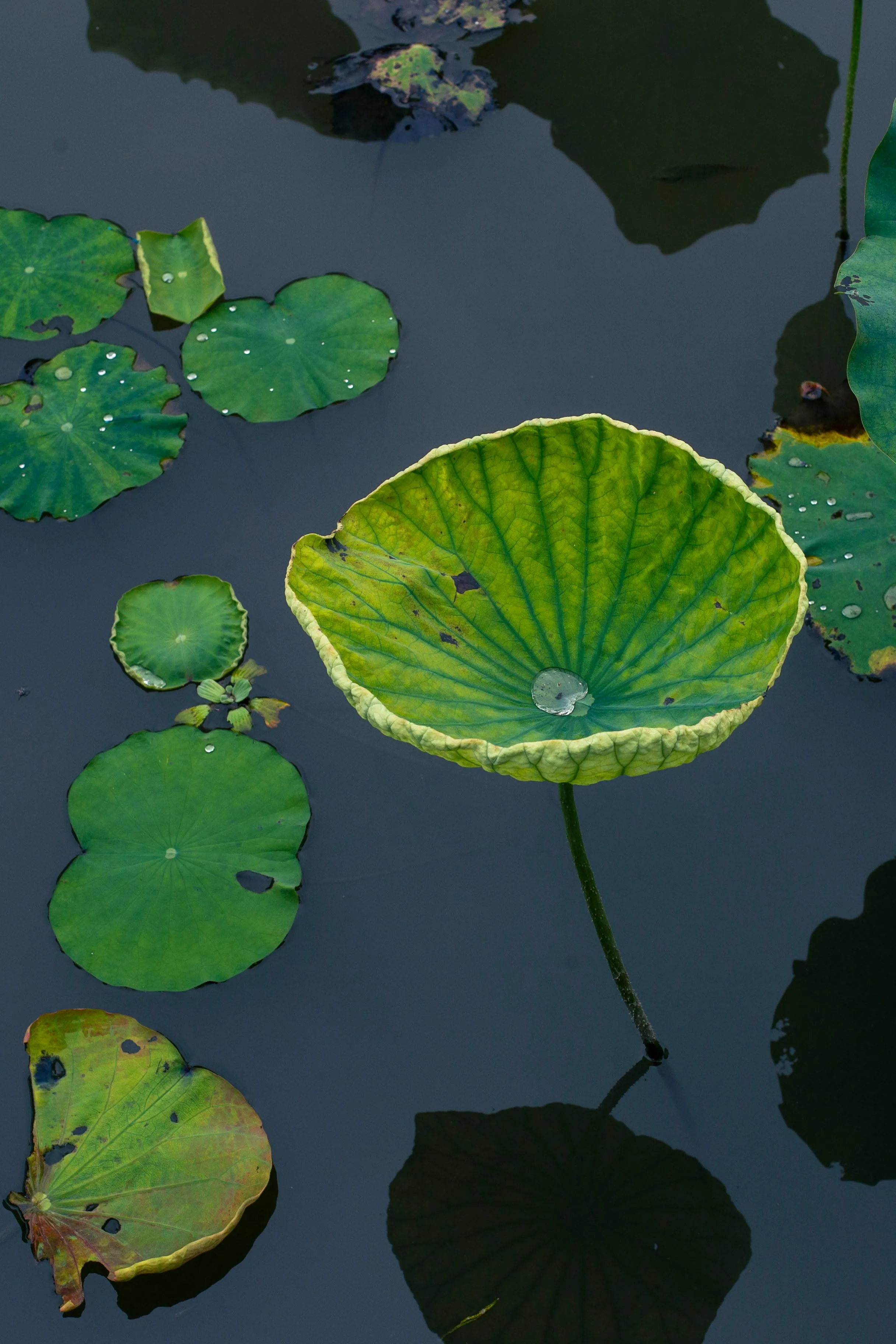fei wang on Pexels
