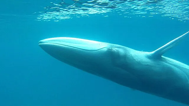 Salvatore Cerchio et al. / Royal Society Open Science on Wikimedia Commons