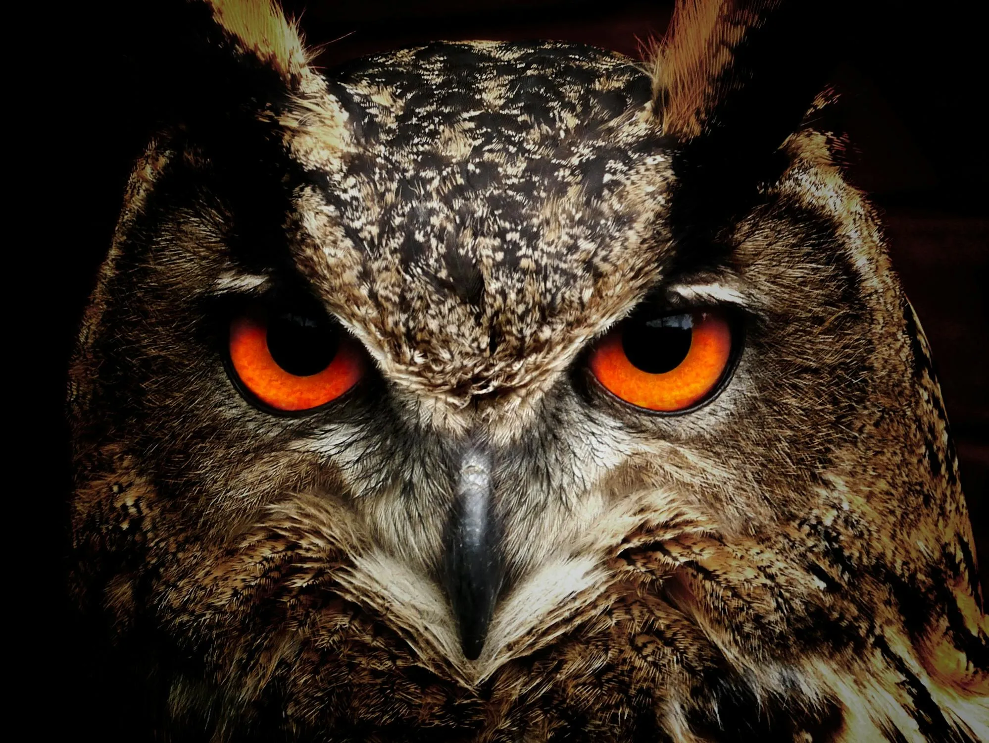 Pixabay on Pexels