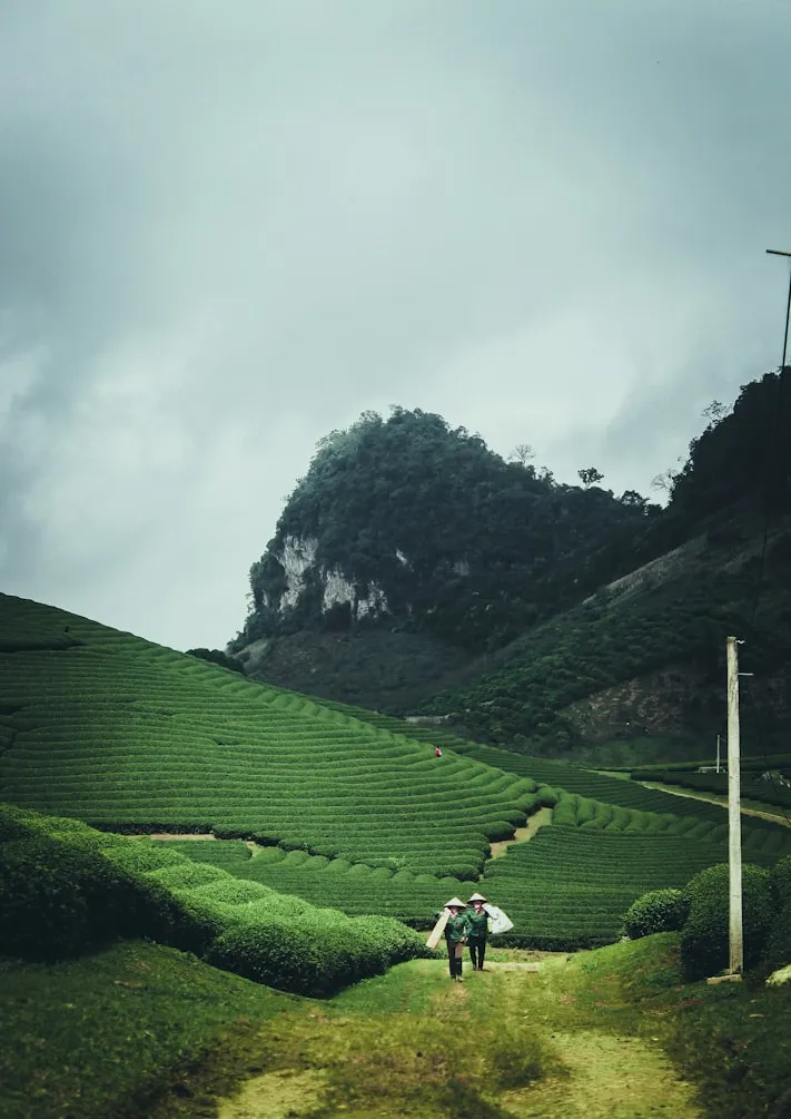 Vu Viet Anh from Unsplash
