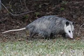 Image from Mammals of North Carolina