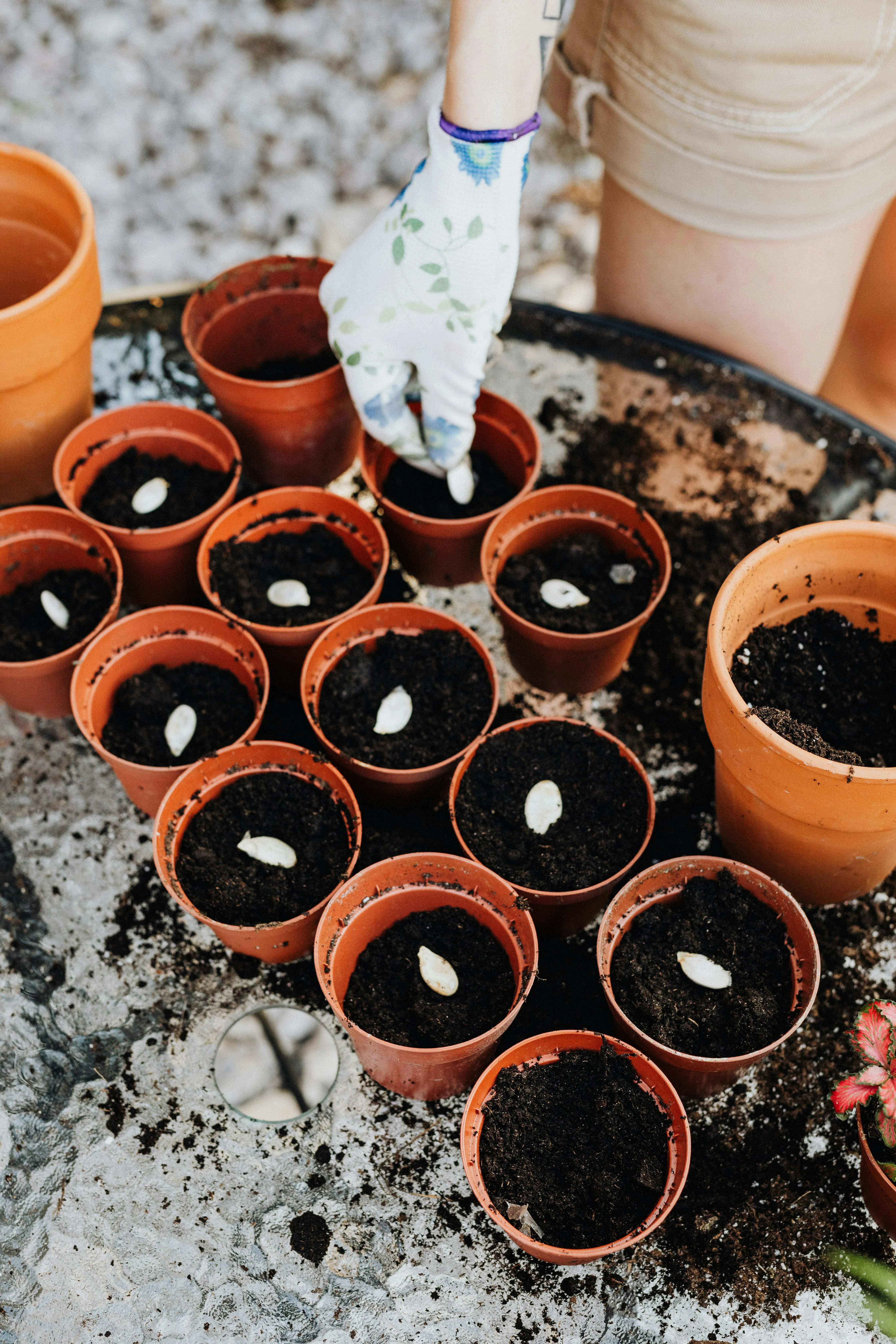 www.kaboompics.com on pexels