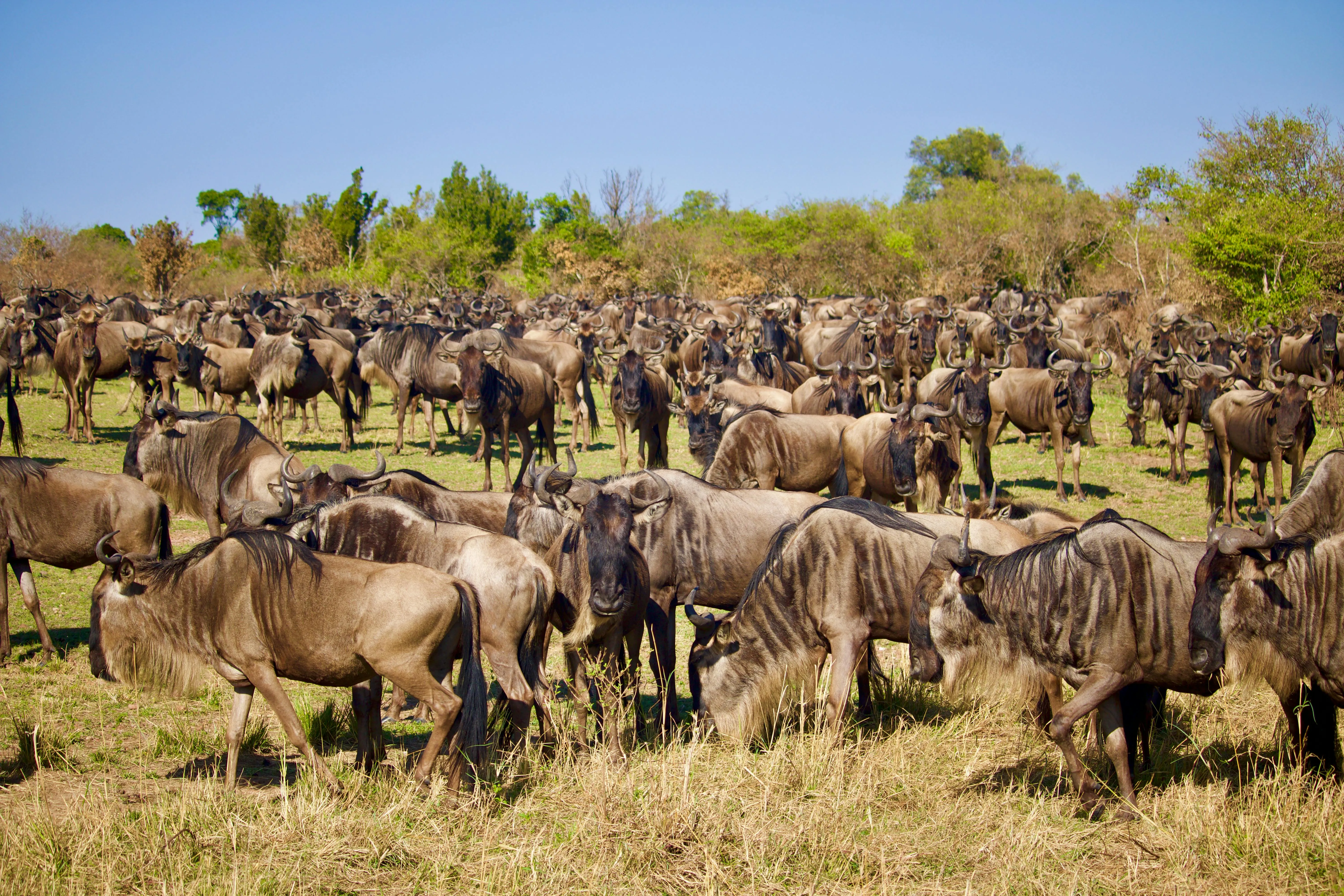 12 Natural Cycles That Influence Animal Migration