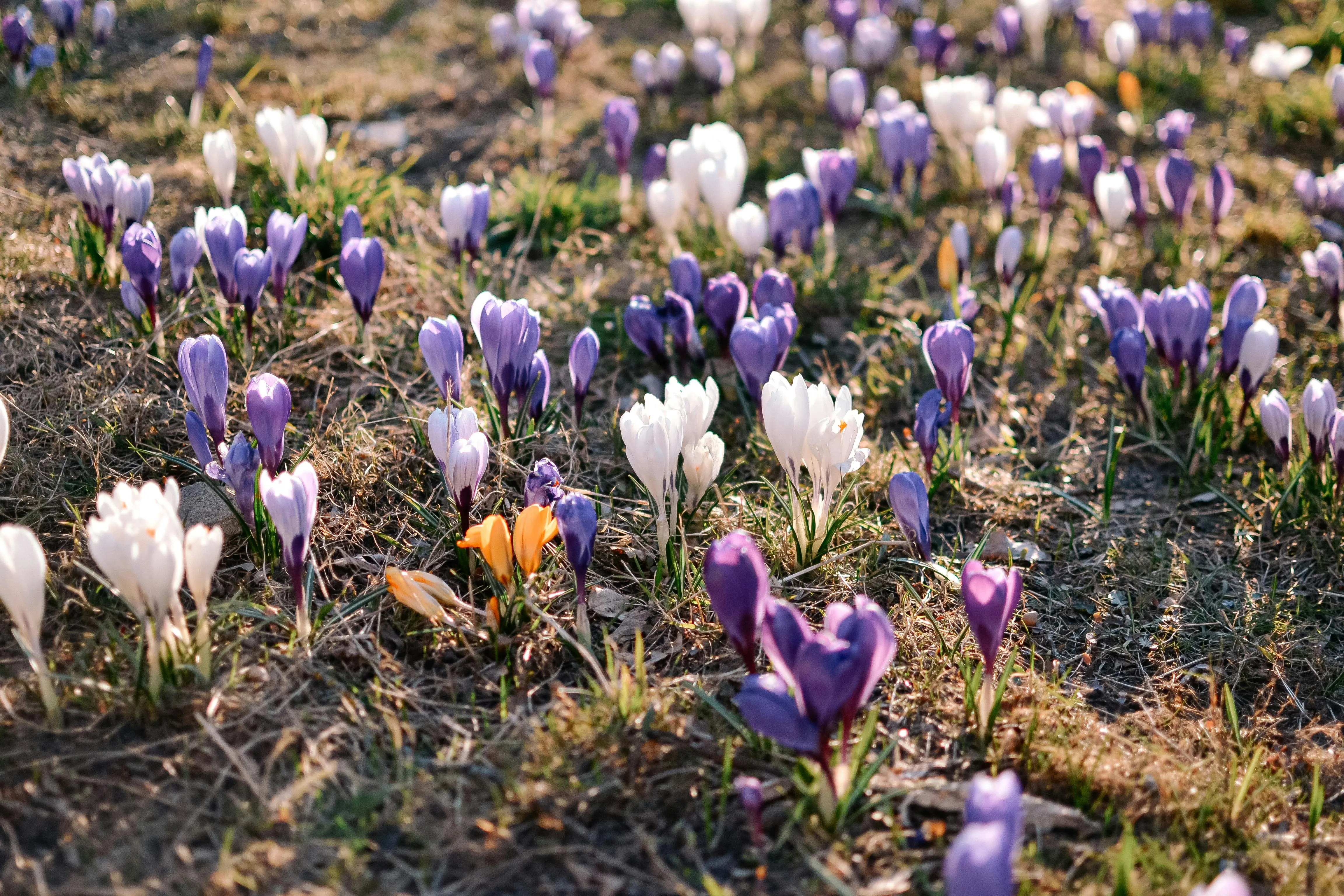 Anastasia Koren on Pexels