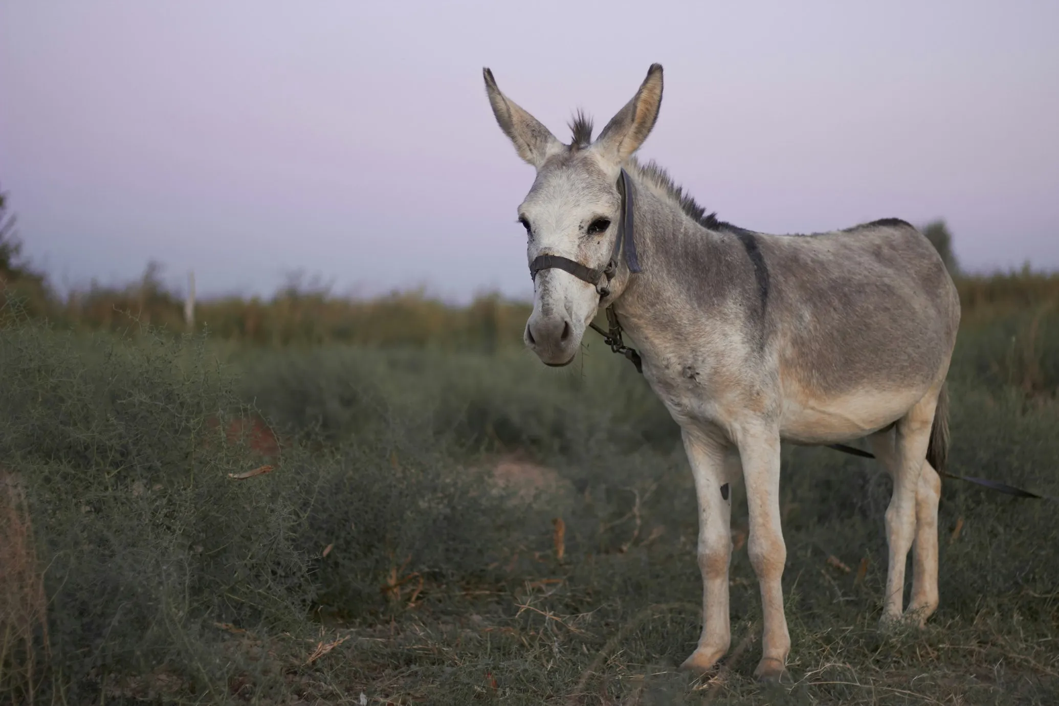 12 Famous Donkeys from History, Pop Culture, and Folklore—Perfect for World Donkey Day