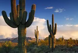 Image from Visit Phoenix