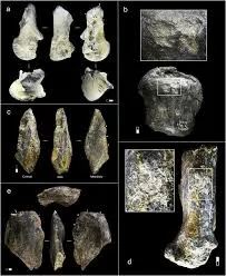 Image from ScienceDirect.com