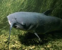 Image from Living Water Aeration