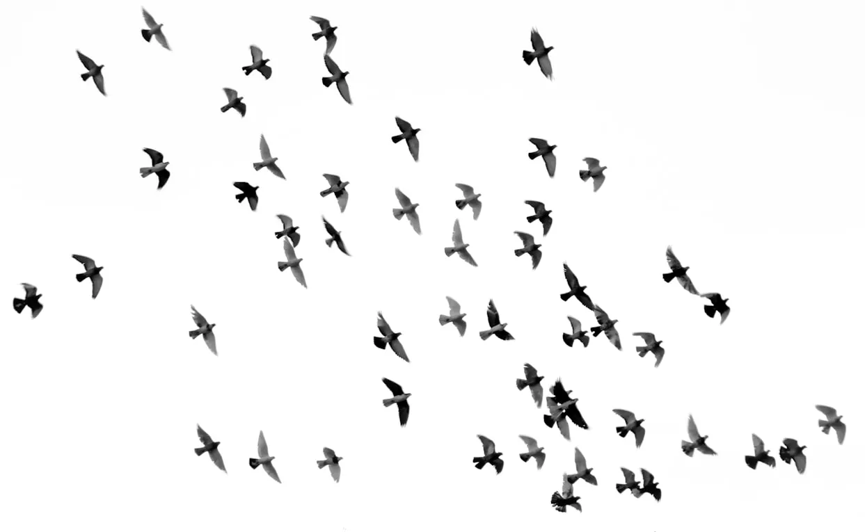 Mehdi Sepehri from Unsplash