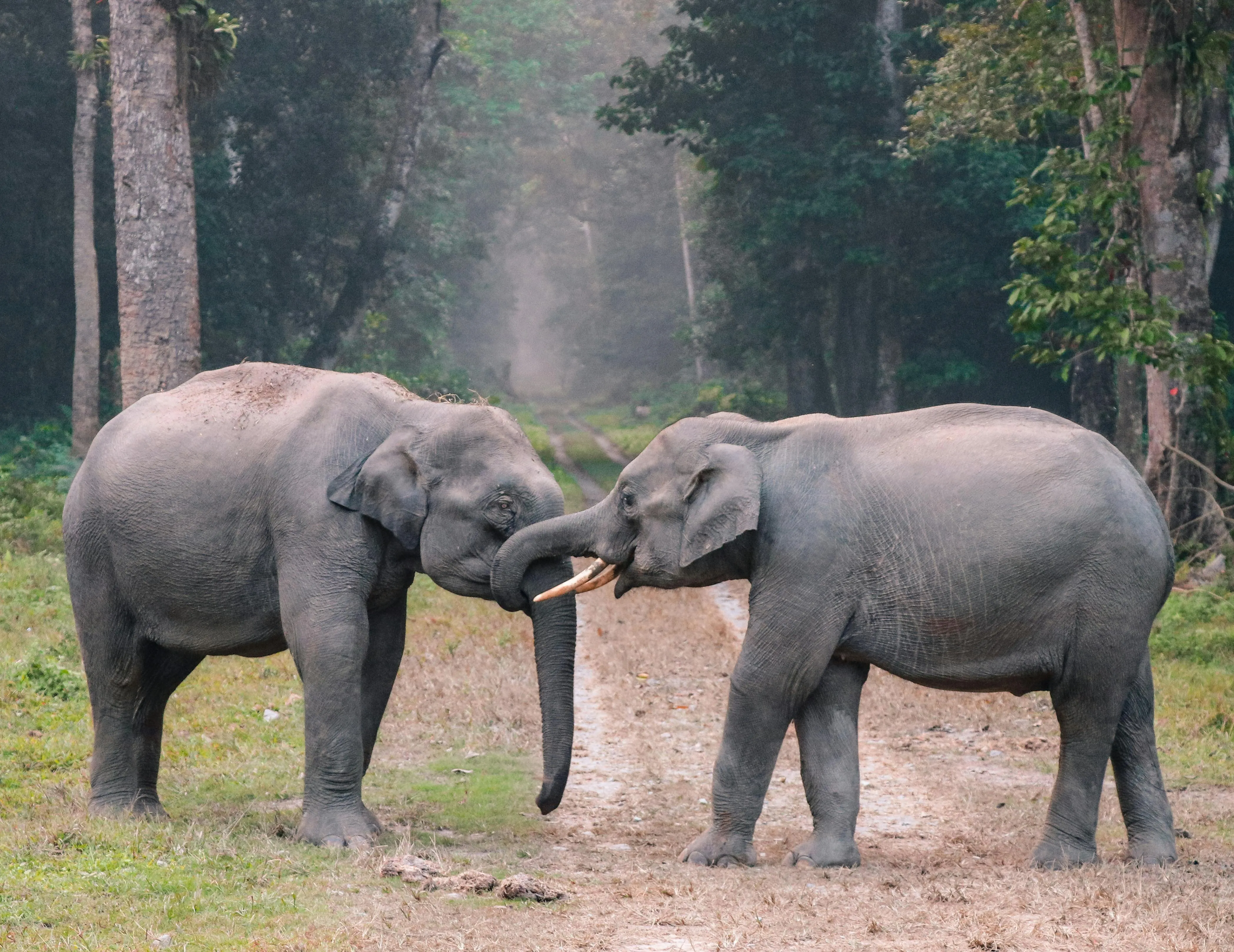 15 Environmental Factors That Shape Animal Behavior