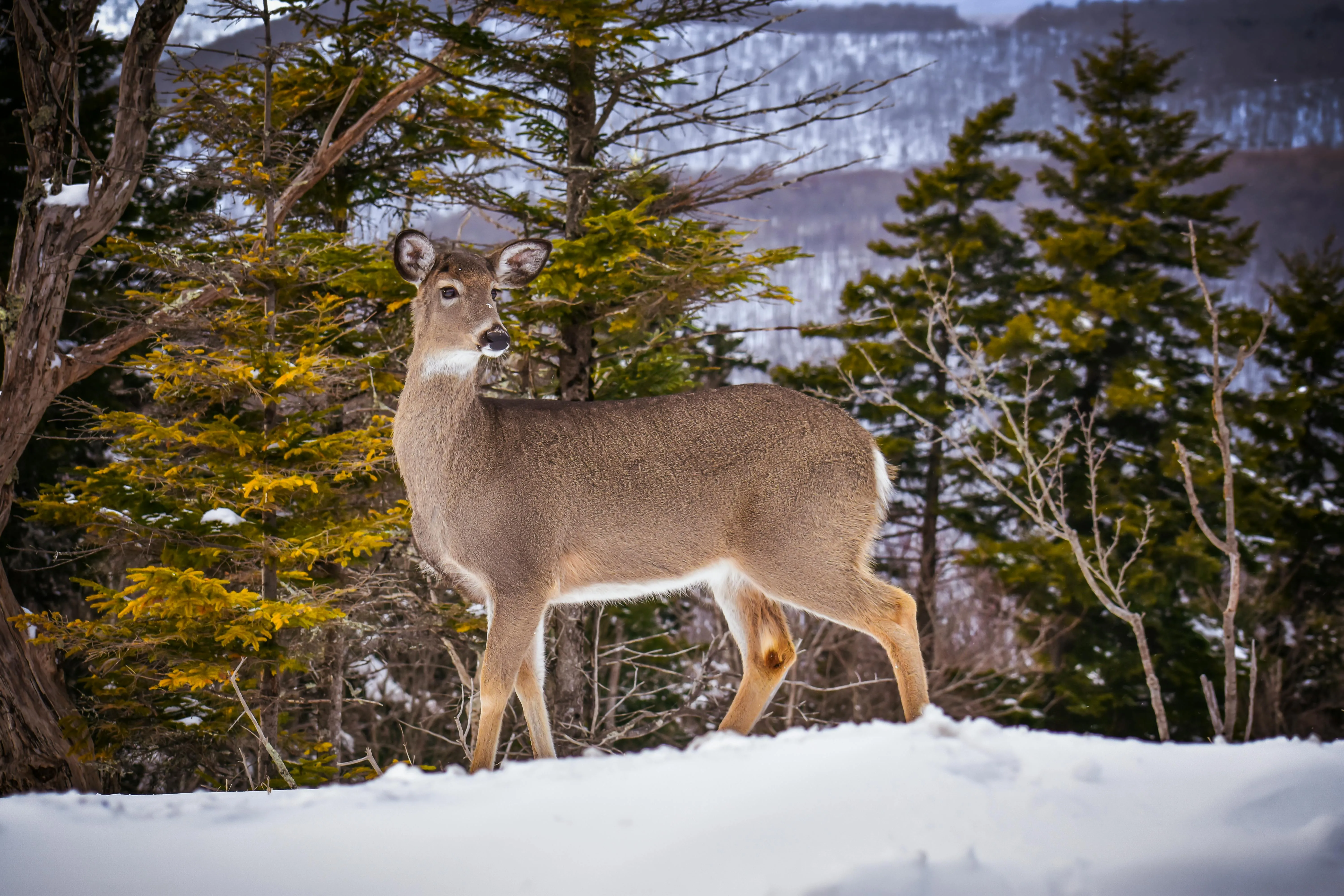 15 Winter Survival Traits Found in Animals