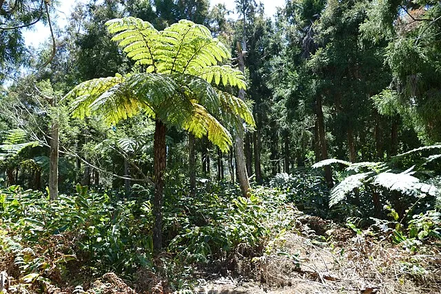 Parchaco on wikimedia