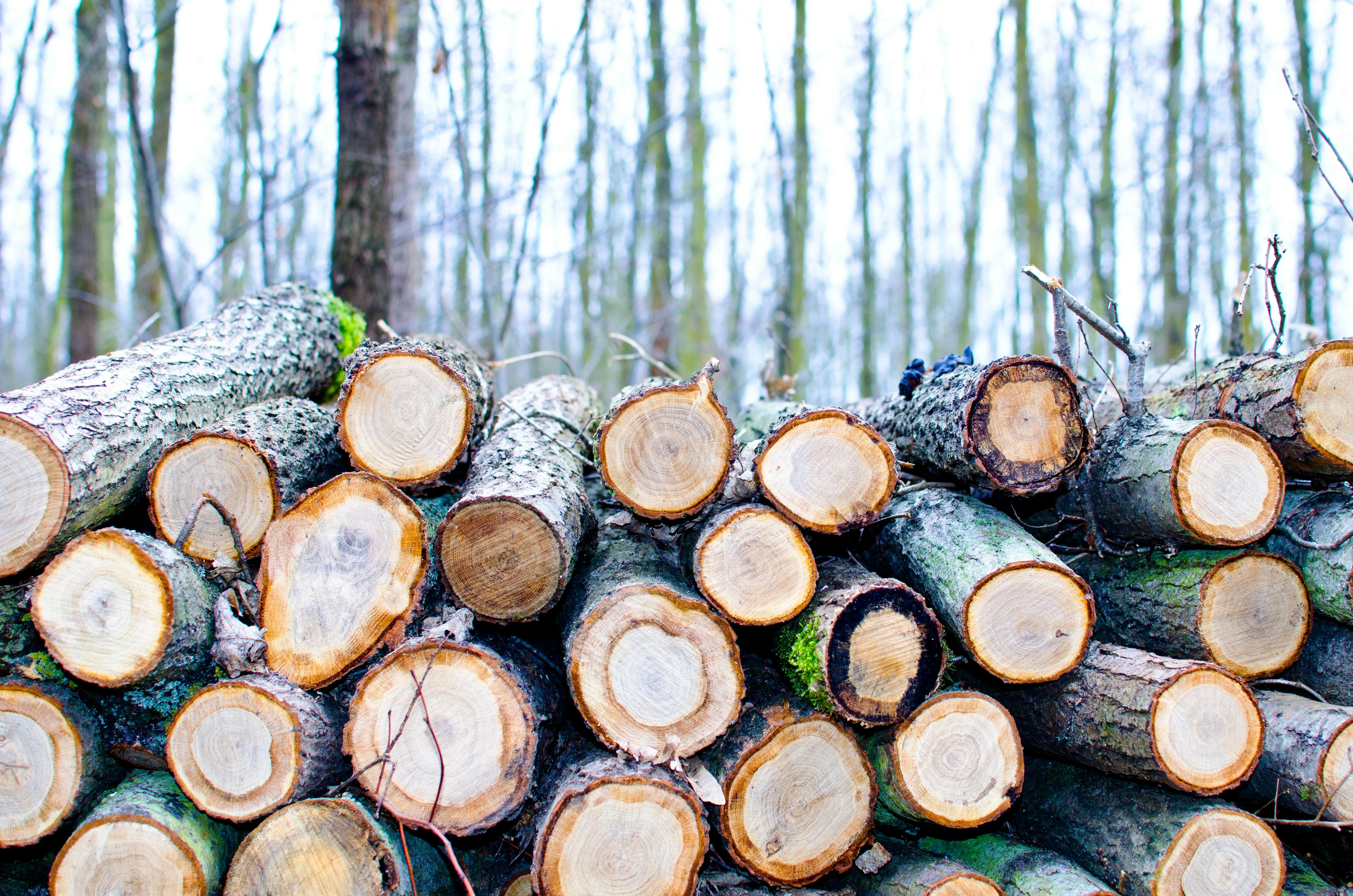 10 Natural Resources Used Before Modern Alternatives
