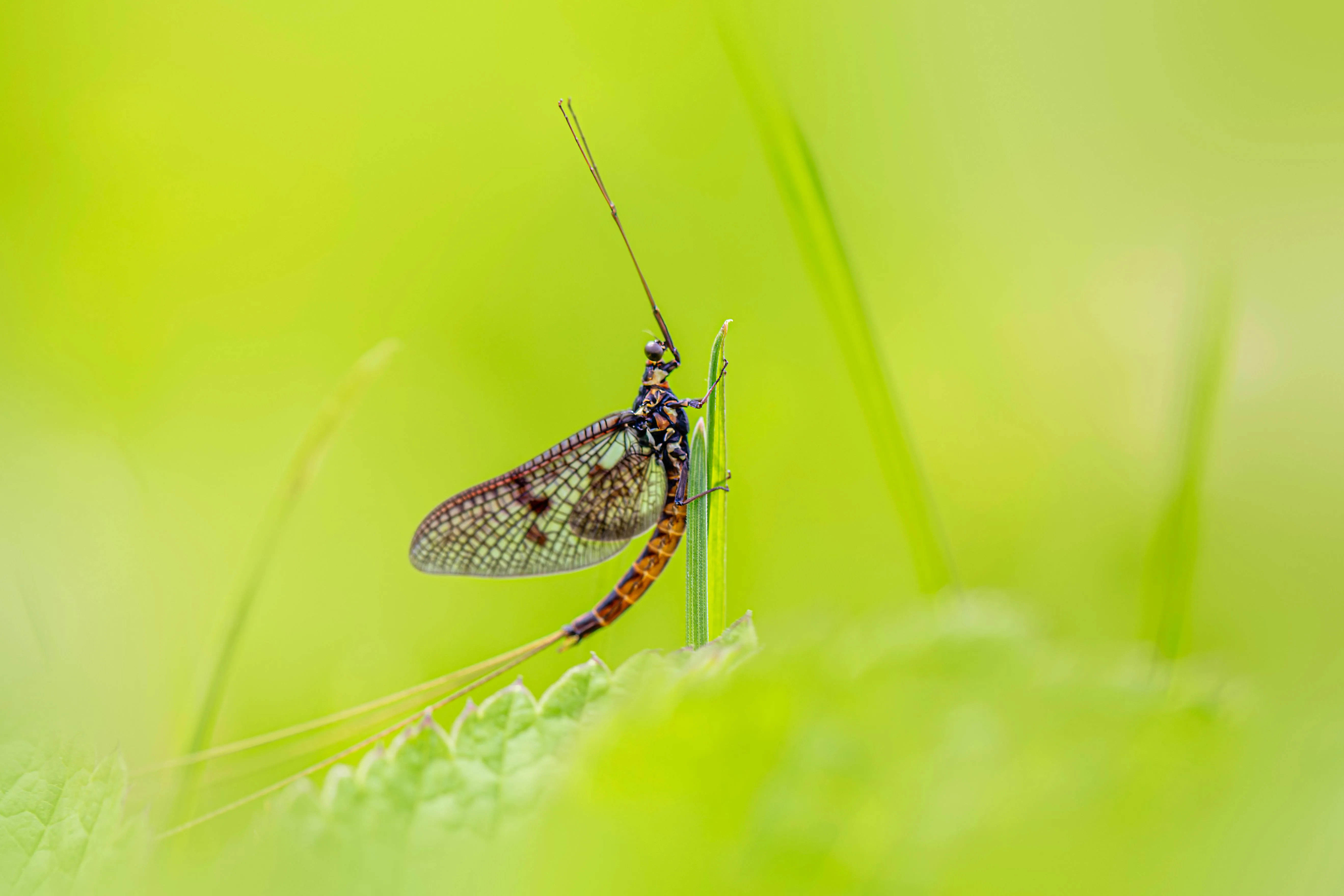 15 Plant Species With Surprising Natural Defenses