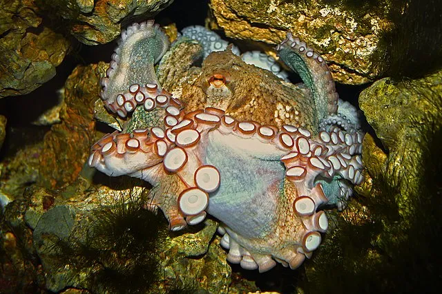 H. Zell on WikiCommons