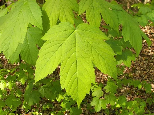 Image from Wikipedia