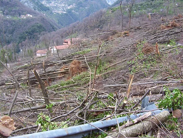 Aldoparisi on wikimedia