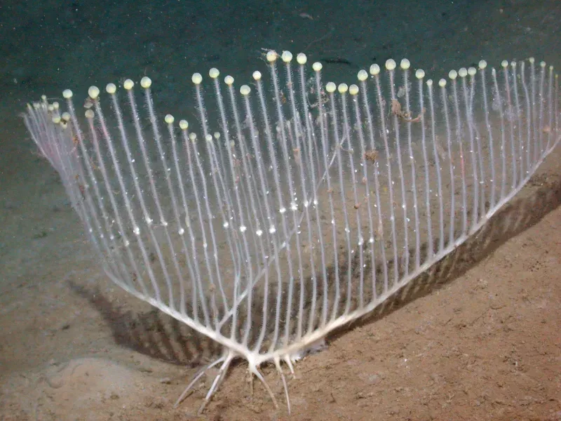 Image from Smithsonian Ocean