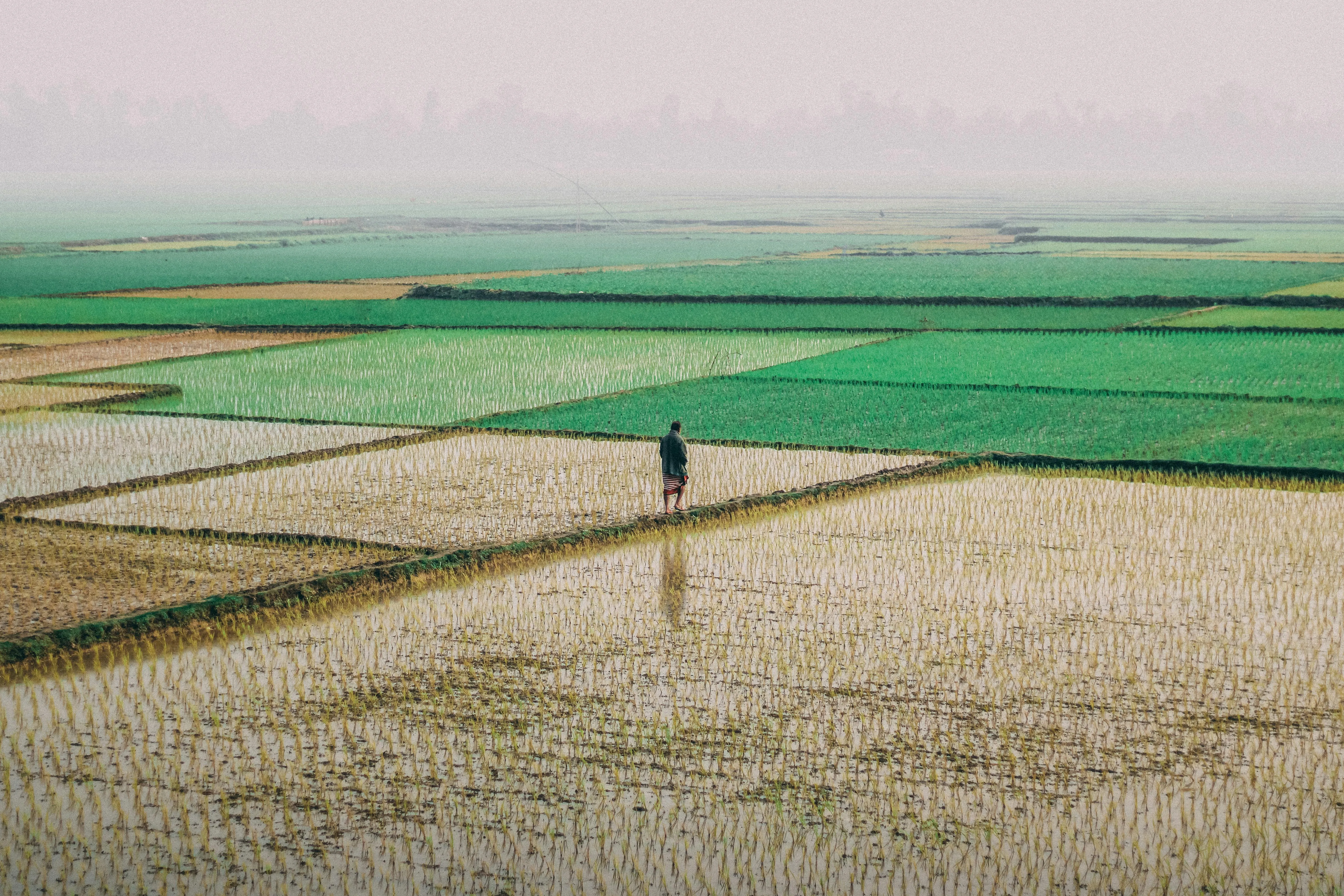 Kabiur Rahman Riyad on pexels