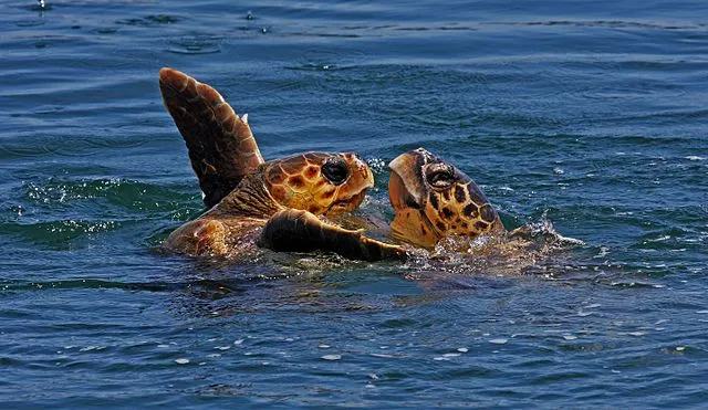 Eco cruising on Wikimedia Commons 